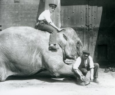 1人のキーパーがファイルを付けて前足をトリミングし、別の人が背中に座っているサンデッラー、1926年8月、ロンドン動物園 作： Frederick William Bond