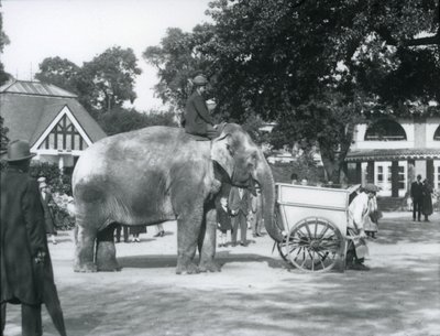 1925年10月、ロンドン動物園の手押し車の後ろでインディアラニに乗ったサイードアリ 作： Frederick William Bond