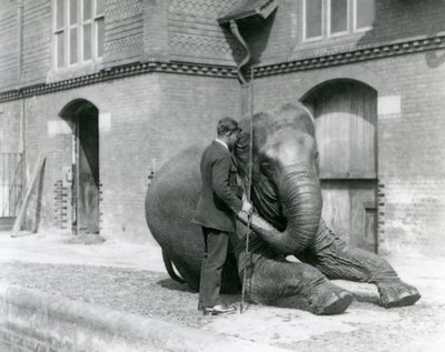 サイードアリ、エレファントハウスの前でインディアラニを訓練、1923年8月、ロンドン動物園（bw写真） 作： Frederick William Bond