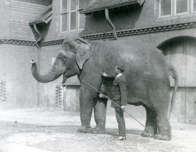 サイードアリ、エレファントハウスの前でインディアラニを訓練、1923年8月、ロンドン動物園（bw写真） 作： Frederick William Bond