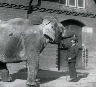 1925年10月、サイードアリがロンドン動物園のエレファントハウスの前でインディアラニを訓練する 作： Frederick William Bond