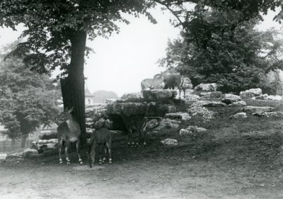 1924年にロンドン動物園でエランドアンテロープパドック 作： Frederick William Bond