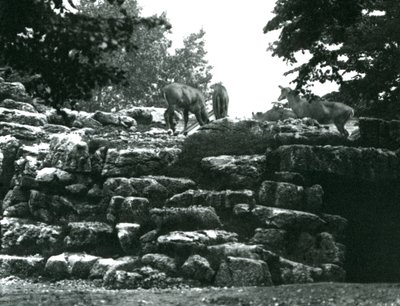 1924年6月にロンドン動物園でエランドアンテロープパドック 作： Frederick William Bond