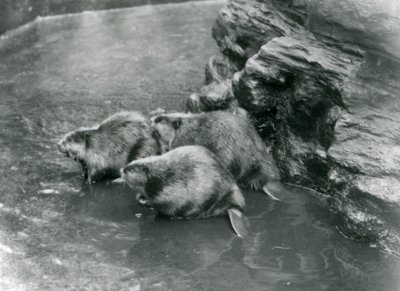 1920年代のロンドン動物園のプールにいる3人のビーバー 作： Frederick William Bond