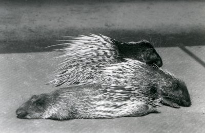 3つのケープサウスアフリカヤマアラシ、ロンドン動物園、1925年 作： Frederick William Bond