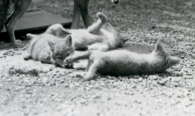 母親の足元で地面を転がる3匹のコヨーテの子犬（ロンドン動物園 作： Frederick William Bond