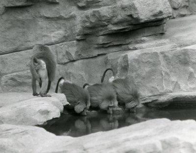 1925年6月、ロンドン動物園の4人目の散歩中に、3つの聖なるヒヒが岩だらけの囲いのプールから飲みます。 作： Frederick William Bond