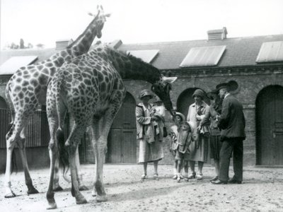 3人の小さな子供を持つ3人の女性が1926年7月、ロンドン動物園のキリンハウスのパドックの敷地内でキリンを訪問 作： Frederick William Bond