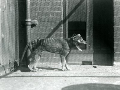 1926年8月、ロンドン動物園のタイラシン／タスマニアウルフ（モノクロ写真 作： Frederick William Bond