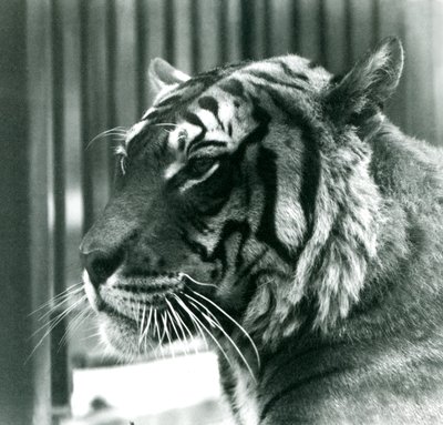 1925年にロンドン動物園でタイガーサム 作： Frederick William Bond