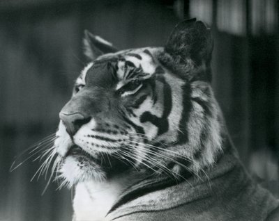 1927年にロンドン動物園でタイグレスサリー 作： Frederick William Bond