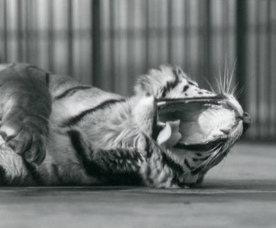 囲いの床に寝そべってあくびをするタイグレスの「Sally」（ロンドン動物園 作： Frederick William Bond