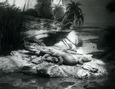 1927年6月にロンドン動物園でパノラマで2人のワニ 作： Frederick William Bond