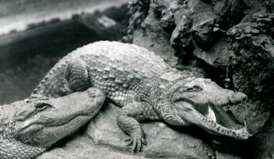 1914年7月、ロンドン動物園での2つのアメリカのワニ 作： Frederick William Bond