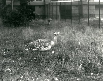 1927年9月、ロンドン動物園の囲い地に立っている2人のアラビアバスターズ 作： Frederick William Bond