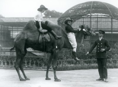 1924年にロンドン動物園を訪問中に、飼育係が保持しているフタコブラクダにポーズをとる2人のカウガール 作： Frederick William Bond