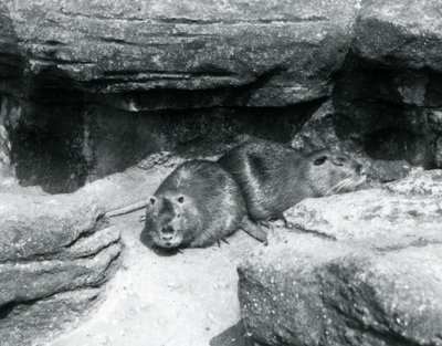1925年4月、ロンドン動物園の囲いの中の岩の間で休んでいる2つのヌートリア 作： Frederick William Bond