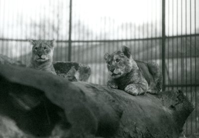 1924年4月にロンドン動物園の飼育場で飼育場で生まれた2頭のライオンの子 作： Frederick William Bond
