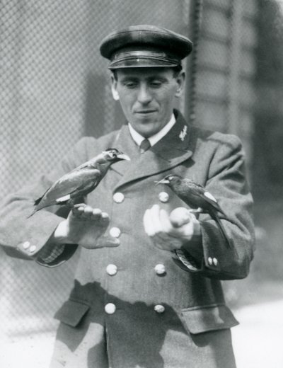 1924年6月、ロンドン動物園の飼育係Thomas Raggettの手に2匹のMyna鳥 作： Frederick William Bond