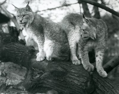 1925年10月、ロンドン動物園の枝に座っている2つの北リンクス、1つは座っている、もう1つは立っている 作： Frederick William Bond