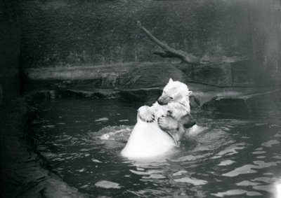1922年6月、ロンドン動物園の幼稚園児を含む2匹のホッキョクグマ、抱き合ってプールで遊ぶ 作： Frederick William Bond