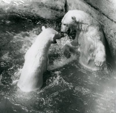 2匹のホッキョクグマがプールでゴロゴロ。 1926年にロンドン動物園 作： Frederick William Bond