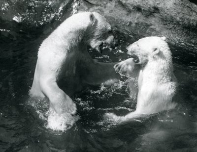 1926年に2匹のホッキョクグマがロンドン動物園でプールを泳ぎ回る 作： Frederick William Bond