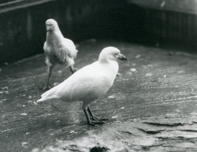 1927年8月、ロンドン動物園で地面に立って歩いている2つの雪に覆われたハシビロコウ 作： Frederick William Bond