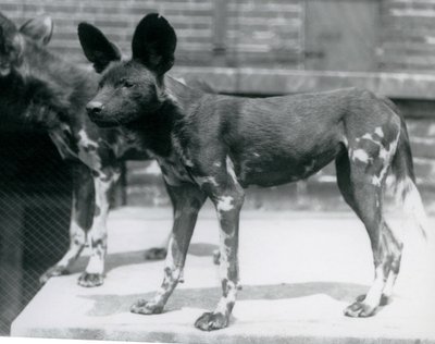1925年7月、ロンドン動物園での2つのソマリ族の野生の犬 作： Frederick William Bond