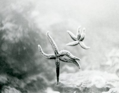 1925年3月にロンドン動物園で水族館のガラスに飾られた2つのヒトデ 作： Frederick William Bond