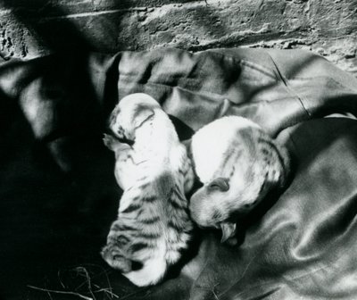 1914年頃、ロンドン動物園で2つの縞模様のハイエナの子 作： Frederick William Bond