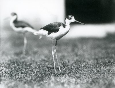 1925年7月、ロンドン動物園の芝生の上に立っている2つの黒首竹馬 作： Frederick William Bond