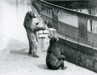 1925年7月、ロンドン動物園のMappin Terracesから見下ろす2匹のヒグマ、1匹は後ろ足で立ち、もう1匹は座っている 作： Frederick William Bond
