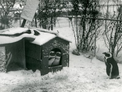 絶滅の危機に瀕している2人のクロアシイペンギンが、巣箱の外を雪の中で見ています。別の人が見ているのは、ロンドン動物園、1924年です。 作： Frederick William Bond