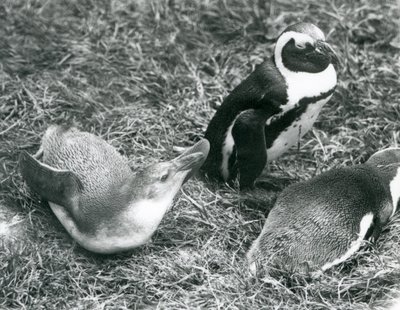 1925年4月にロンドン動物園で座っている、草の上に横になっている少年2羽と大人1羽の黒足ジャッカスアフリカペンギン 作： Frederick William Bond