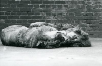 2頭のライオンが前足を回して横になって寝ている（ロンドン動物園 作： Frederick William Bond