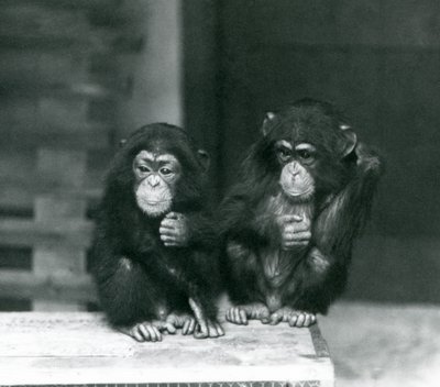 木箱に座る2頭の若いチンパンジー（ロンドン動物園 作： Frederick William Bond