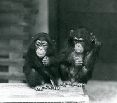 木箱に座っている2人の若いチンパンジー、ロンドン動物園、1924年 作： Frederick William Bond