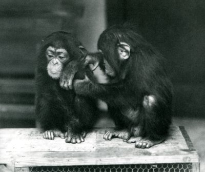 木箱に座っている2人の若いチンパンジー、ロンドン動物園、1924年 作： Frederick William Bond
