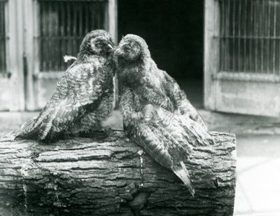 丸太の上で向かい合って座る2羽の若いカラフトフクロウ（ラップランドフクロウまたはラップフクロウとも呼ばれる）、ロンドン動物園、1926年8月（モノクロ写真 作： Frederick William Bond