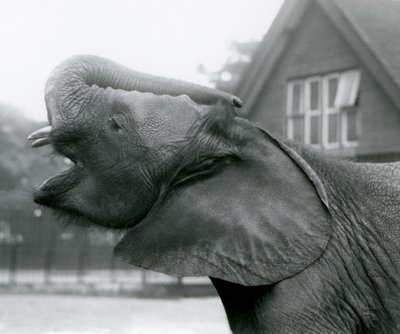 若いアフリカゾウのキベレンゲがトランクを上げて呼びかける、ロンドン動物園、1925年8月 作： Frederick William Bond