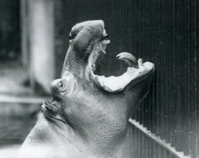 ロンドン動物園での若いカバボビー、1927年 作： Frederick William Bond