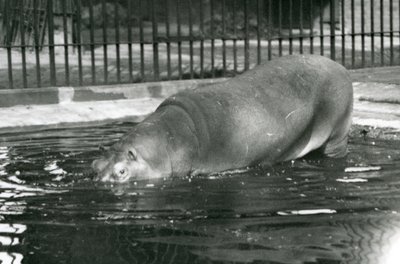 1927年8月にロンドン動物園で彼のプールに入る若いカバボビー 作： Frederick William Bond