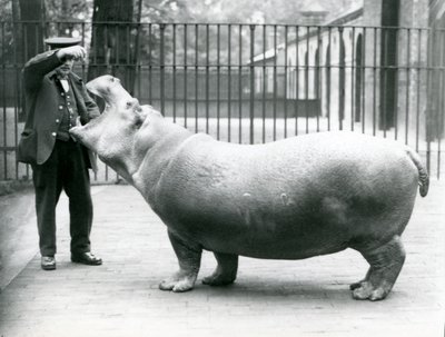 飼育係の若いカバボビー、アーニーボーマン、ロンドン動物園、1923年7月（bw写真） 作： Frederick William Bond