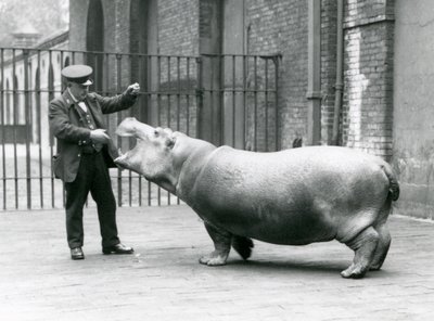 飼育係の若いカバボビー、アーニーボーマン、ロンドン動物園、1923年7月（bw写真） 作： Frederick William Bond