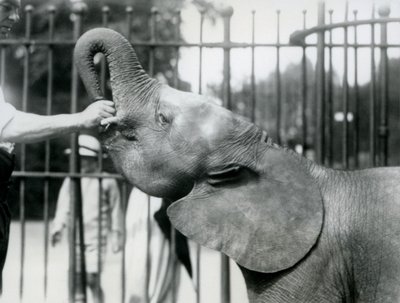 1925年7月、ロンドン動物園でおやつを与えられている若い女性のアフリカのピグミーエレファントウージャ 作： Frederick William Bond