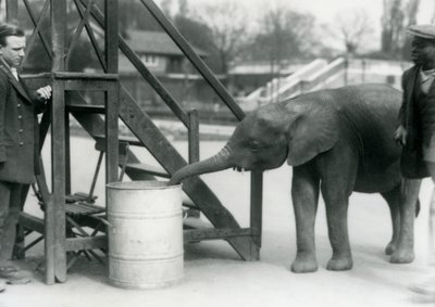 1925年7月にロンドン動物園で飼育員とトレーナーが見ている間、若い女性のアフリカのピグミーエレファントウージャはトランクで樽を調査しています。 作： Frederick William Bond