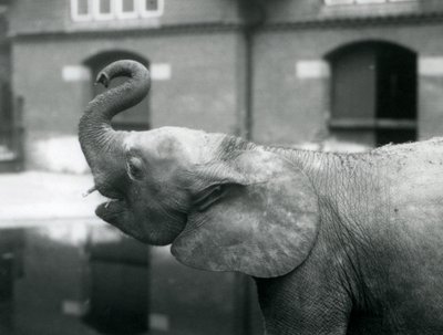 1925年8月、ロンドン動物園でトランクを育てる若い女性のアフリカのピグミーエレファントウージャ 作： Frederick William Bond