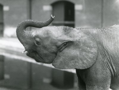 1925年7月、ロンドン動物園でトランクを育てる若い女性のアフリカのピグミーエレファントウージャ 作： Frederick William Bond