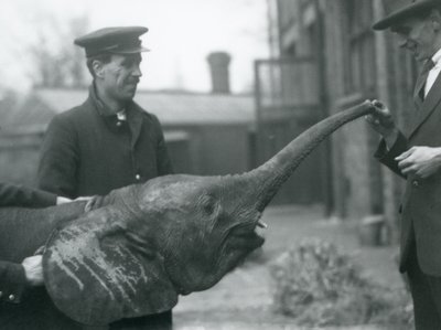 1925年6月、ロンドン動物園でおやつをあげるために若い女性のアフリカのピグミーエレファントウージャがトランクを上げる 作： Frederick William Bond